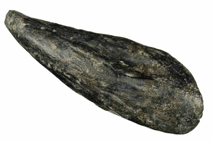 Fossil Sperm Whale (Scaldicetus) Tooth - South Carolina #185996